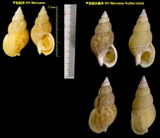 マツマエバイ 松前? Buccinum habui small