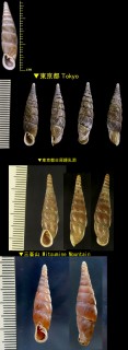 ハコネギセル Pinguiphaedusa hakonensis small