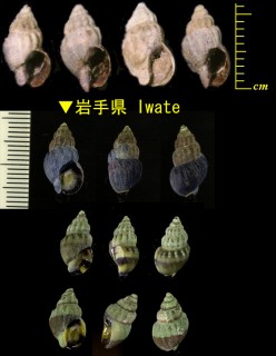 アオモリムシロ Nassarius fratercula hypolia small