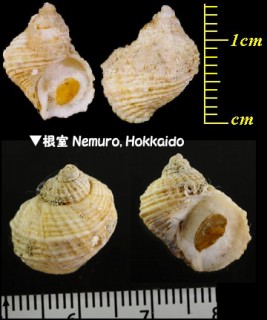 カゴメナワボラ Trichotropis insignis small