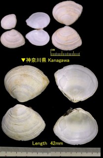 シラトリモドキ Heteromacoma irus small