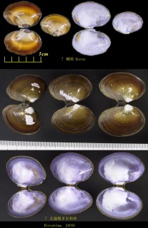 イソシジミ 磯蜆 Nuttallia olivacea small