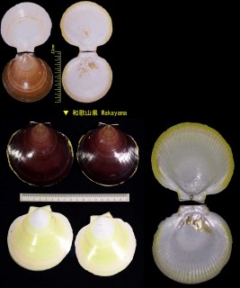 ツキヒガイ 月日貝 Amusium japonicum japonicum small