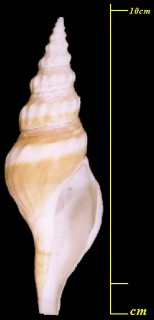 イグチガイ 猪口貝 Comitas kaderlyi small
