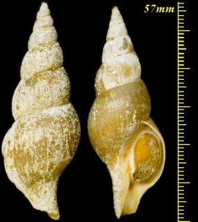ツムバイ Aulacofusus esychus kujiana small