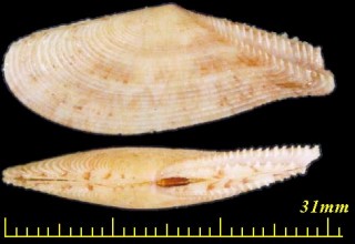 カバフヒノデガイ Tellina listeri small