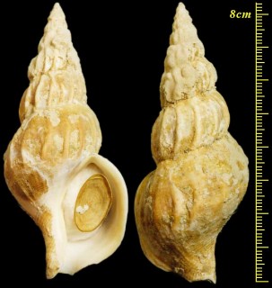 マエヒラエゾバイ Buccinum maehirai small