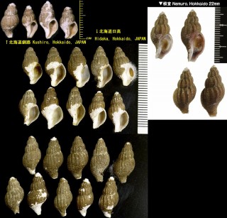 チャイロシワバイ Plicifusus manchuricus small