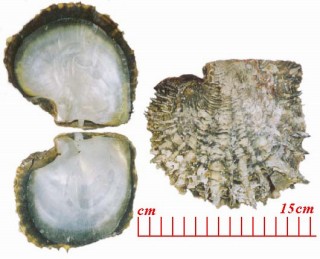 クロチョウガイ 黒蝶貝 Pinctada margaritifera small