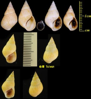 クチグロタマキビ Littoraria melanostoma small