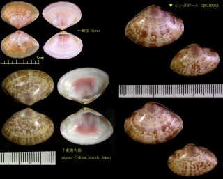 ベニハマグリ Mactra ornata small
