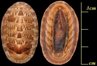 モトヤスリヒザラ Lepidozona mertensii small