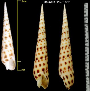 ウシノツノガイ Terebra areolata small