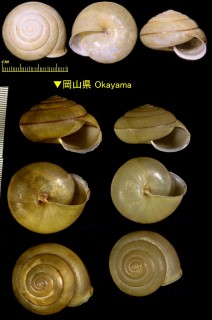 コベソマイマイ Satsuma myomphala myomphala small