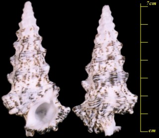 オニノツノガイ Cerithium nodulosum small