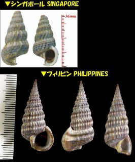 オオヘナタリ Cerithidea obtusa small