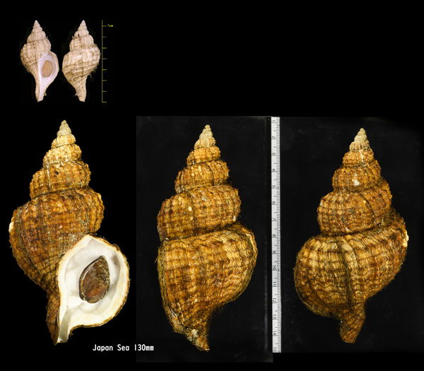 アヤボラ 綾法螺 Fusitriton oregonensis small