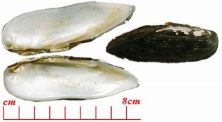 ササノハ Lanceolaria oxyrhyncha small