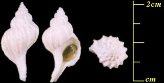 ヤエバツノオリイレ Boreotrophon pacificus small