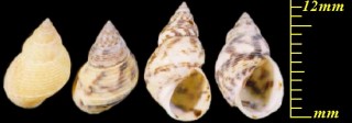 マダラウズラタマキビ Littoraria pallescens small