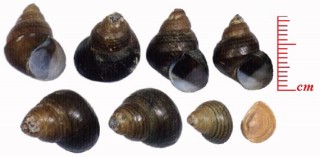 スマトラタニシのシンガポール亜種 Filopaludina sumatrensis peninsularis small
