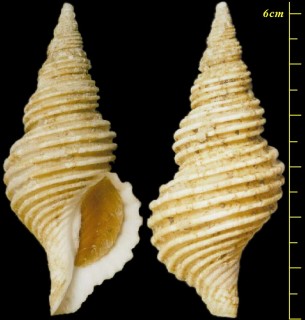 ウスバヒモマキツムバイ Colus periscelidus small