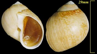 タマツメタ Euspira pila small