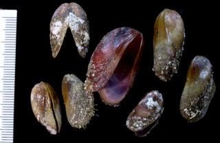 リュウキュウヒバリガイ Modiolus auriculatus small