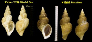ナガバイ 長? Beringius polynematicus small