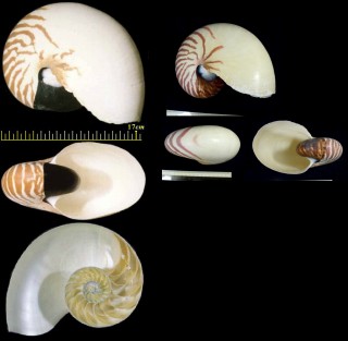 オウムガイ Nautilus pompilius small