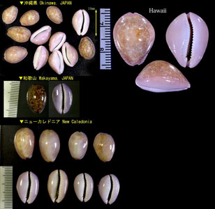 アヤメダカラ 菖蒲宝 Erosaria poraria small