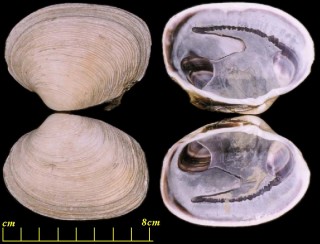 ウチムラサキ (オオアサリ) 内紫 Saxidomus purpurata small