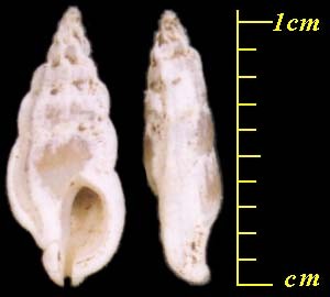 トウガタモロハボラ Aspella pyramidalis small