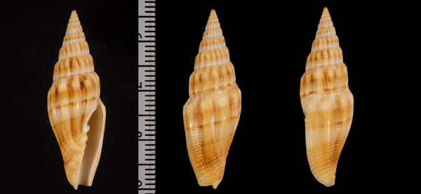 ペドロミノムシ Vexillum pedroi small