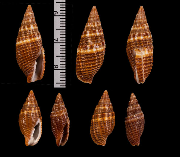 シロオビムシロフデ Strigatella amaura small