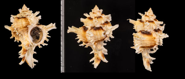 ブンダルマテングガイ (仮称) Chicoreus bundharmai small