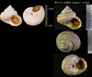 オホーツクエビス Otukaia rossica small