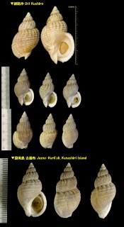 カラフトバイ 樺太? Buccinum sakhalinense small