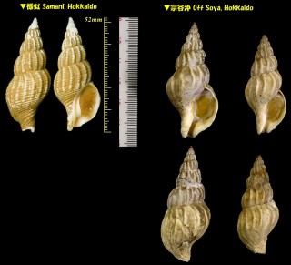 オオエゾシワバイ 大蝦夷皺バイ Plicifusus scissuratus small