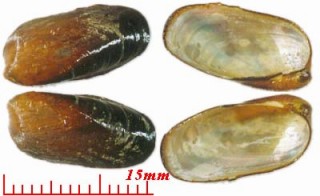 ヌリマクラ Botula silicula small