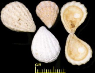 ネズミノテ 鼠の手 Plicatula simplex small