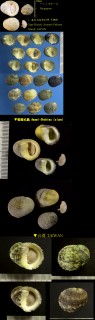 マルアマオブネ Nerita squamulata small