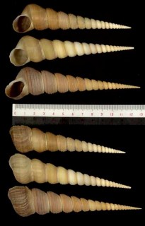 キリガイダマシ Turritella terebra small