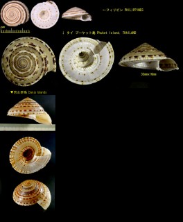 クルマガイ Architectonica trochlearis small