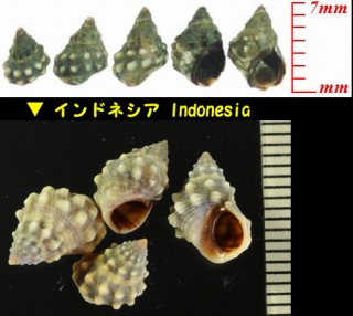 イボタマキビ Nodilittorina pyramidalis small
