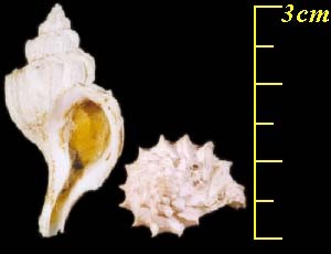 トウダカツノオリイレ Boreotrophon truncatus small