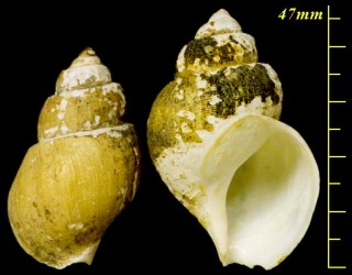 ツバイ Buccinum tsubai small