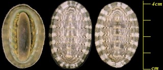 カリブヒザラ Chiton tuberculatus small