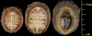 アメリカババガセ Placiphorella velata small