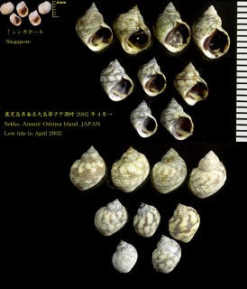 タイワンタマキビ Nodilittorina vidua small